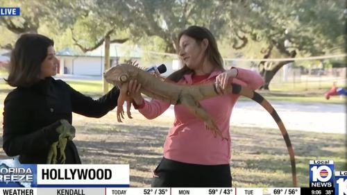 Furtună de iarnă în Statele Unite: iguanele cad din copaci în Florida, paralizate de frig