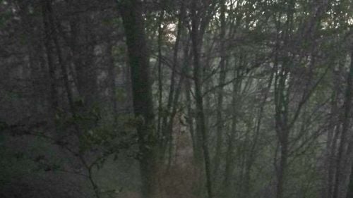 Vâlcea: Incendiu izbucnit într-o pădure de fag din oraşul Horezu, pe o suprafaţă de circa 3 hectare / Zona este greu accesibilă