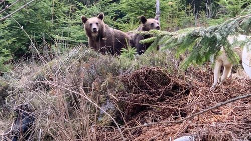 Sanctuar de urși în Masivul Postăvaru / Urmează să fie găzduite aici în jur de 60-70 de exemplare / Proiect de 6,2 milioane de lei