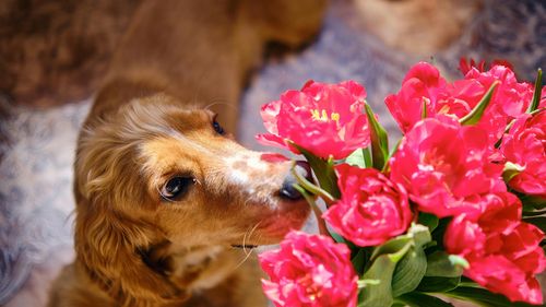 Flori de Florii fără riscuri: ce alegi când persoana sărbătorită are animale de companie