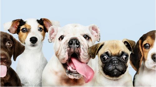 Un veterinar avertizează: Cinci rase de câini pe care „nu le-ar alege niciodată”