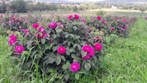 FOTO | Vasilica şi Ciprian Grecu din județul Timiș cultivă trandafiri pentru a produce, ulterior, dulceață, sirop, ceai și chiar oțet: „Pentru dulceaţă, nu se foloseşte toată petala. Partea albă este amăruie”