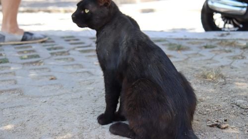 Poliția Constanța a început o anchetă după ce persoane neidentificate au aprins o petardă în gura unei pisici