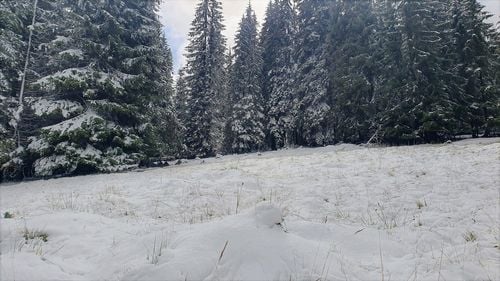 Trafic în condiţii de iarnă pe tronsoanele de drum din Munţii Gutâi şi Rodnei