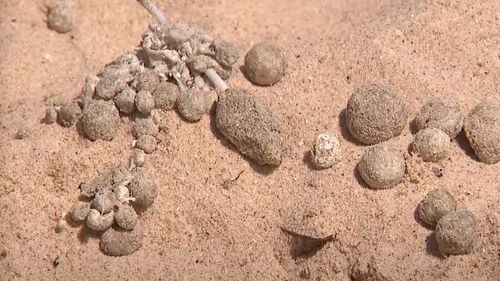 Reziduuri misterioase în formă de „bilă” şi-au făcut din nou apariţia pe coasta de est a Australiei