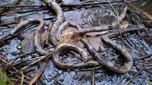 Năpârci omorâte și aruncate în Parcul Sub Arini din Sibiu / Biolog: Pe lângă faptul că este ilegal, este neetic, barbar și foarte trist