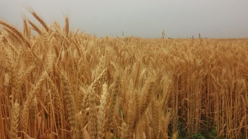 Rusia suspendă exportul de grâne până la 1 iulie. Anunțul a fost făcut de Ministerul Agriculturii