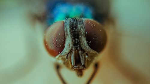 Ce le atrage pe muște la fecale și cât de curate sunt de fapt aceste insecte atât de enervante în timpul verii