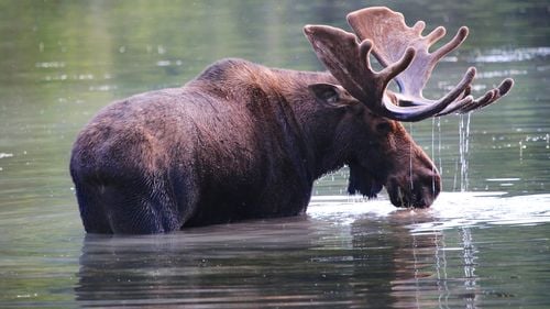 Proiect pentru reintroducerea elanului în Parcul Natural Vânători Neamţ / ”Vor contribui la restaurarea echilibrului ecologic şi vor menţine biodiversitatea locală”