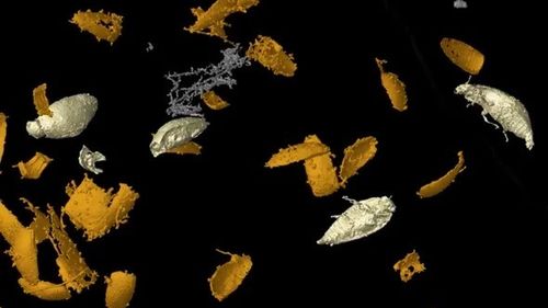 Mai multe fosile descoperite în Franța dezvăluie capul unui millipede antic, considerat cel mai mare gândac de pe planetă. A trăit acum 305 milioane de ani