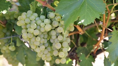 O statuie dedicată soiului de struguri ”Fetească Regală” va fi ridicată în Mediaș / Statuia va fi din bronz, va avea trei metri, cu trei frunze, cinci muguri, şapte lăstari şi 33 de boabe