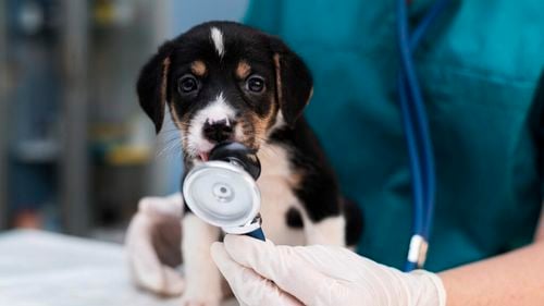 O insulă cu doar 64.000 de locuitori va avea primul spital veterinar deschis nonstop: tratamente de urgență pentru câini, pisici și cai