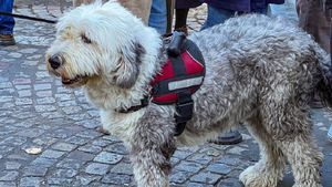Câini electrocutați pe străzile din Paris. Stăpânii se tem pentru siguranța animalelor lor / Un câine a murit, alți 10 au fost răniți