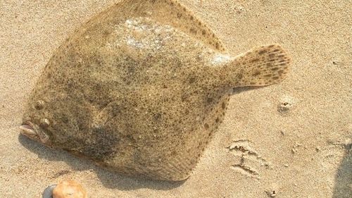 Cota Bulgariei şi României pentru pescuit la calcan în Marea Neagră a crescut cu 32%