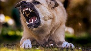 Ce îi determină pe câini să muște? Știința are noi informații despre comportamentul animalelor / 6 motive care transformă orice câine într-un pericol