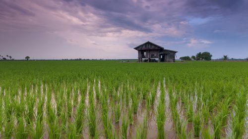 Ministrul japonez al Agriculturii demisionează în urma unei gafe cu privire la orez, aliment de bază care a ajuns la un preţ istoric / "Nu a trebuit niciodată să cumpăr orez", a spus, referindu-se la cadourile primite de la susţinători