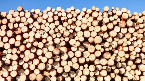 Codul Silvic se modifică în avantajul marilor companii. Efectul: populaţia va plati lemnul de foc cu 700 lei/mc sau mai mult