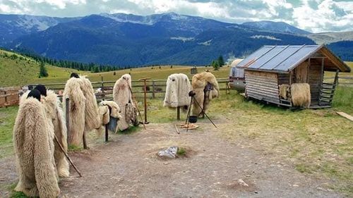 UPDATE Percheziții DIICOT la o stână din județul Brașov, unde un copil a fost agresat de proprietar și obligat să muncească în condiții de sclavie / Bărbatul ar fi fost vicepreședintele organizației locale PSD