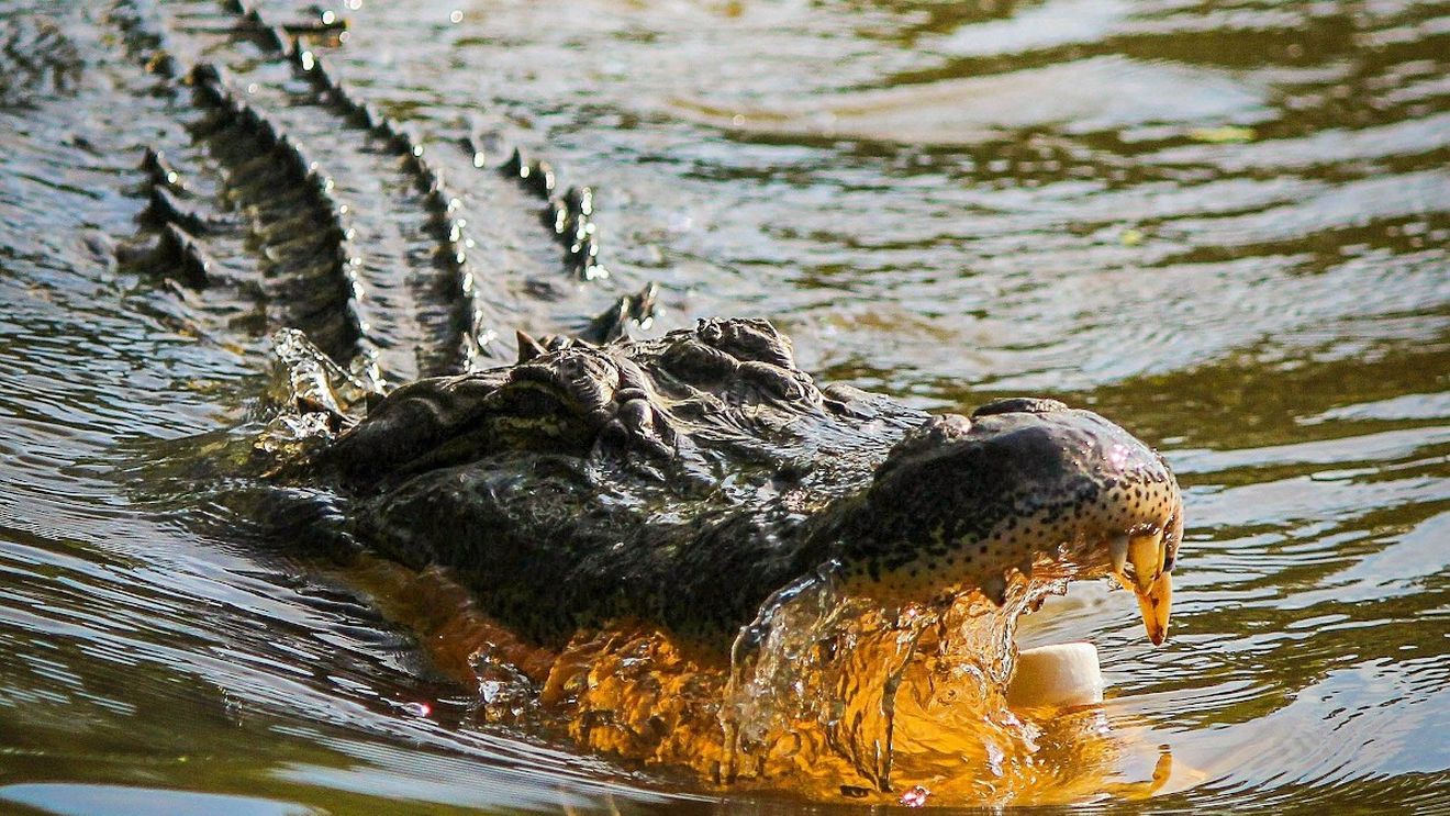 Bărbat de 80 de ani, ucis de crocodil pe insula Sumatra din Indonezia / Bărbatul a vrut să se spele pe picioare într-un râu după ce tunsese iarba din grădină
