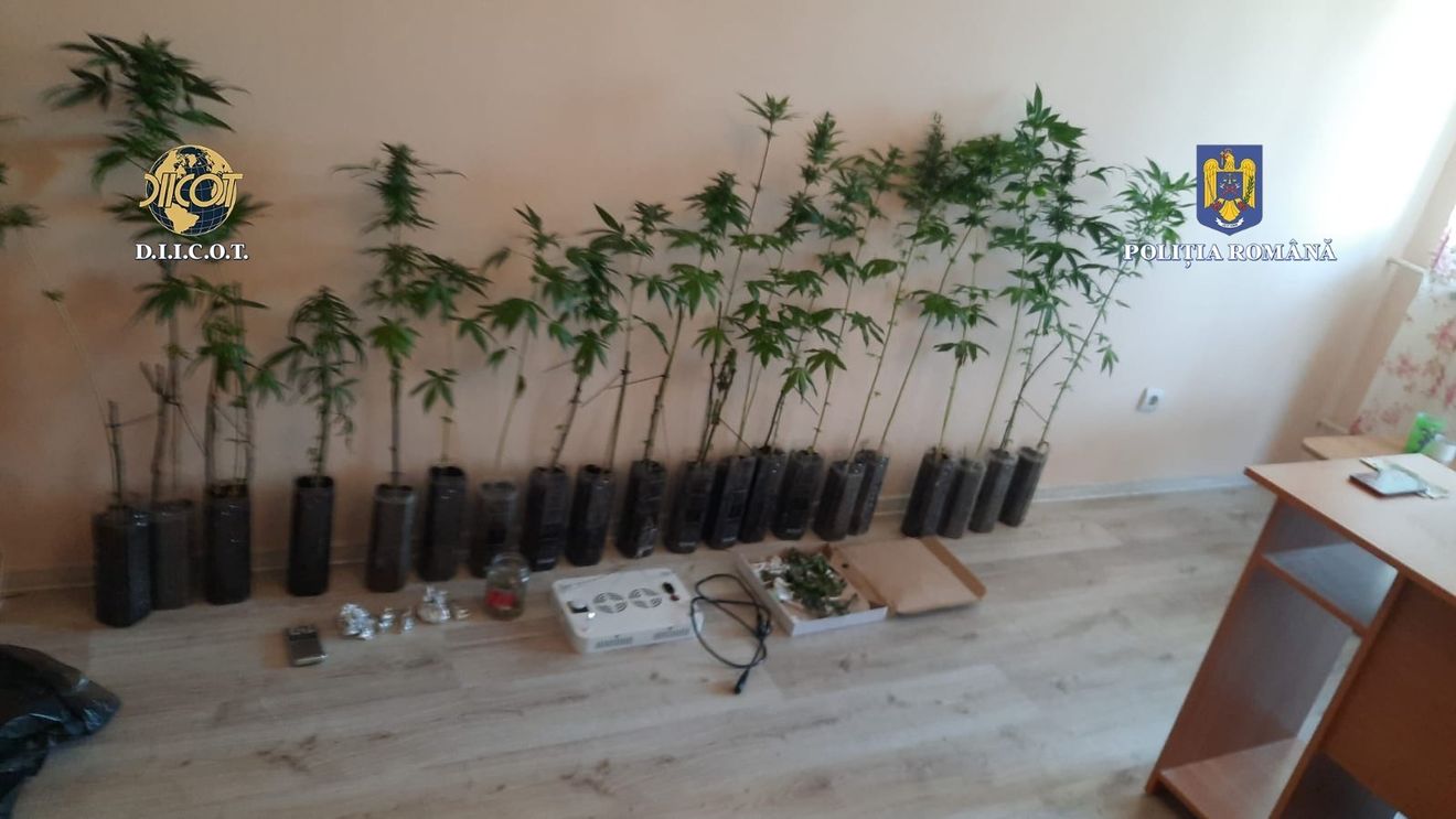 DIICOT Vaslui: Șapte persoane reținute, în urma percheziţiilor domiciliare în care s-au descoperit 2,4 kilograme de canabis, 1,4 kilograme de plante de canabis, semințe de canabis și aproximativ 2 grame de cocaină