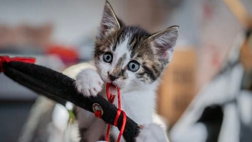 Analiză Goldman Sachs: China va avea mai multe animale de companie decât copii până în 2030