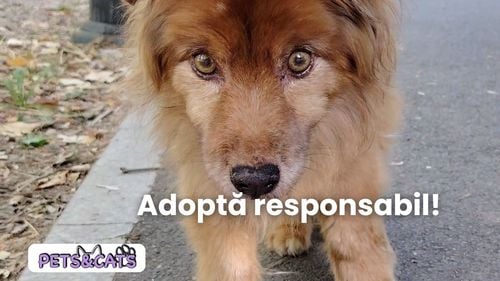 Exclusiv | De ce să adopți un animal de companie: Lecții de viață de la Pufy, un cățel luptător (VIDEO)