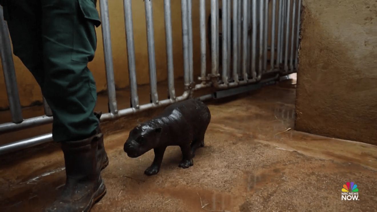 Un pui de hipopotam pigmeu a venit pe lume la grădina zoologică din Atena