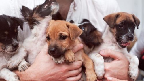 Tot mai mulți stăpâni de animale apelează la AI pentru a-și găsi companionii pierduți. Rezultatele sunt impresionante: „Am strâns-o în brațe. De atunci, bucuria s-a întors în viața mea”