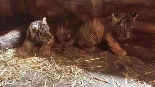 Puii de tigru de la Grădina Zoologică Pitești au fost ”botezați”/ Ce nume au ales copiii piteșteni din cele zece variante ale îngrijitorilor