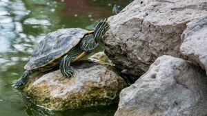 India: Aproape 60 de țestoase au murit într-un lac din apropiere de Mumbai / Experții în faună sălbatică spun că animalele ar fi fost otrăvite intenționat