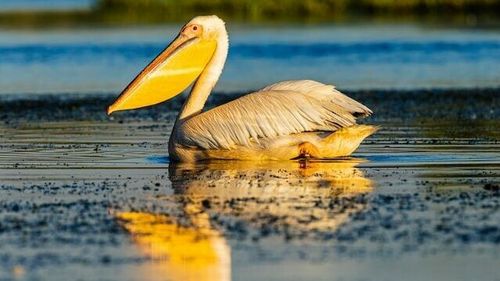 După ce judecătorii au decis definitiv refacerea digului Carasuhat din Mahmudia, activiștii de mediu avertizează asupra unui “dezastru social și ecologic” dacă zona renaturată va fi secată, guvernatorul Deltei caută soluții