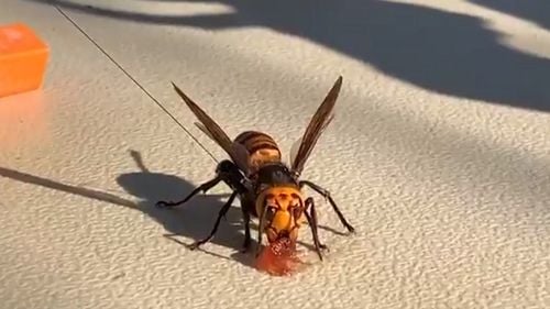 VIDEO Primul cuib de “viespi ucigaşe” din Statele Unite a fost descoperit şi distrus, după un an de căutări intense