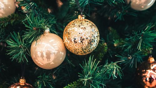 Exercițiu civic la Tulcea: Bradul de Crăciun va fi împodobit de localnici, fiecare vine cu globul lui și cadouri pentru copiii defavorizați