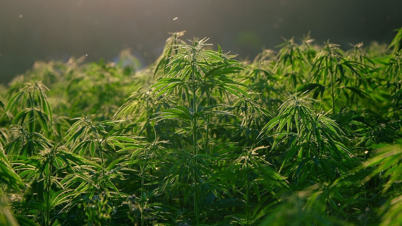 Inspectorii DSVSA Buzău caută THC și opium în semințele de cânepă şi mac produse în județ / ”ANSVSA se alătură luptei împotriva drogurilor”