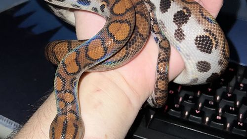 FOTO Șerpi veninoși și reptile exotice, ținuți ilegal într-un apartament din orașul bihorean Ștei