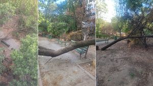 FOTO Imagini dezolante, la o lună după ce 20 de copaci au fost secerați cu drujbele în plină zi, fără autorizație, în Sectorul 3 / Ce amenzi au primit indivizii filmați și proprietarul terenului