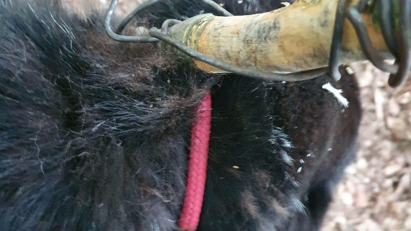 Câine salvat din pădure de Poliția Animalelor Brașov, după ce a fost legat de un copac și abandonat / Era bătrân, nemicrocipat și nesterilizat și se afla într-o stare avansată de deshidratare