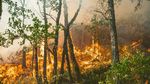 Pompierii continuă lupta împotriva incendiului din pădurea istorică Fontainebleau, de lângă Paris / Două persoane au fost arestate