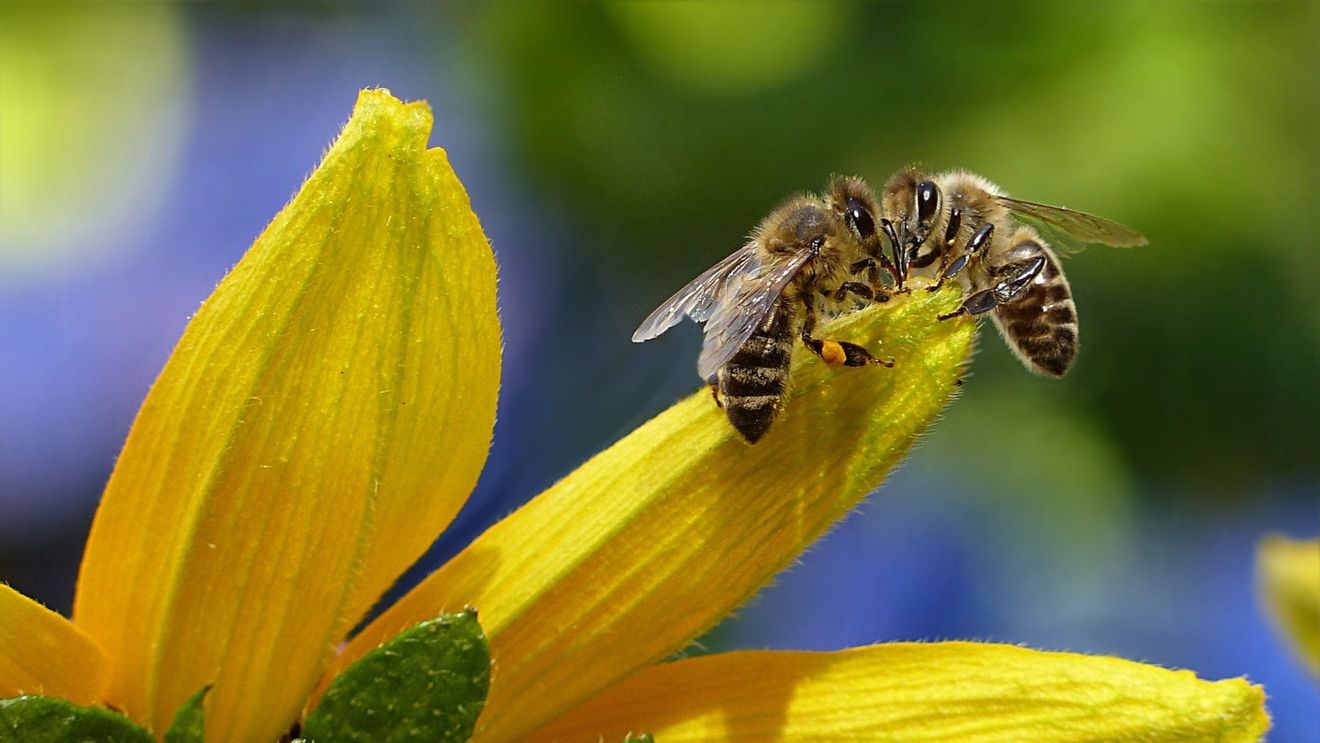 Mai multe organizații de tineret fac apel la Guvern să adopte o legislație care să interzică pesticidele toxice pentru albine și alți polenizatori