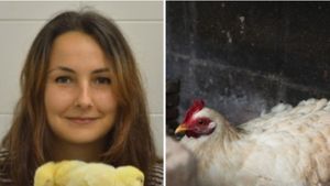 O tânără cercetătoare a obținut o sumă astronomică de la UE pentru a afla ce gândesc cele mai subestimate păsări de companie: găinile. În ce constă studiul de 4 milioane de euro
