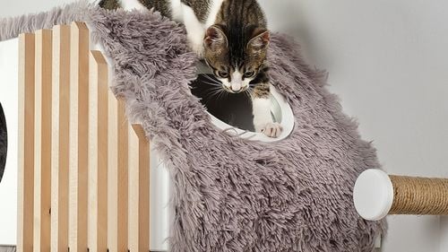 Căsuța Pisicii: patru prieteni din Sibiu au accesat fonduri europene de 60.000 de euro și au deschis o afacere pentru iubitorii de pisici