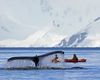 Temperaturi record în Antarctica la începutul iernii australe: 20 grade Celsius peste valorile medii / Temperatura maximă medie pentru luna iunie este de aproximativ -6,2°C