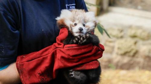 Un pui de panda roșu a murit la grădina zoologică din Edinburgh după ce s-a speriat de artificii / Puiul era orfan și ”nu a putut face față zgomotelor înspăimântătoare”