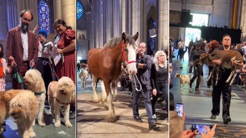 VIDEO I O biserică din New York și-a deschis porțile pentru animale: sute de blănoși, păsări exotice și broaște țestoase au primit binecuvântarea preoților