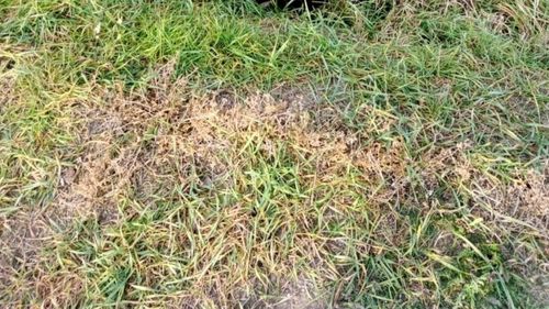 Ursoaică ucisă într-un accident rutier, în județul Covasna / Au murit loviți de mașină aproape 60 de urși, doar în acest județ, în ultimii 5 ani