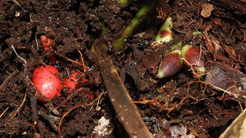 Oamenii de știință au descoperit o specie rară de palmier care înflorește subteran în insula Borneo / Cercetător: „Studiez palmierii de peste 30 de ani şi sunt uimit că ne pot surprinde în continuare”