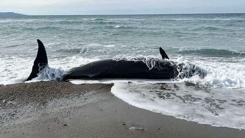 Peste 150 de balene au eşuat pe o plajă izolată din Australia / Aproximativ 90 dintre ele sunt în viaţă / Operaţiune dificilă pentru a salva cât mai multe dintre ele