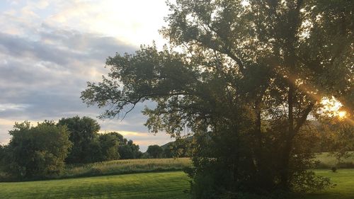 STUDIU Schimbările climatice ameninţă aproape 100% din copacii din oraşele din Australia/ Jumătate din speciile de copaci din fiecare oraş analizat se confruntă deja cu schimbări climatice care le pun în pericol