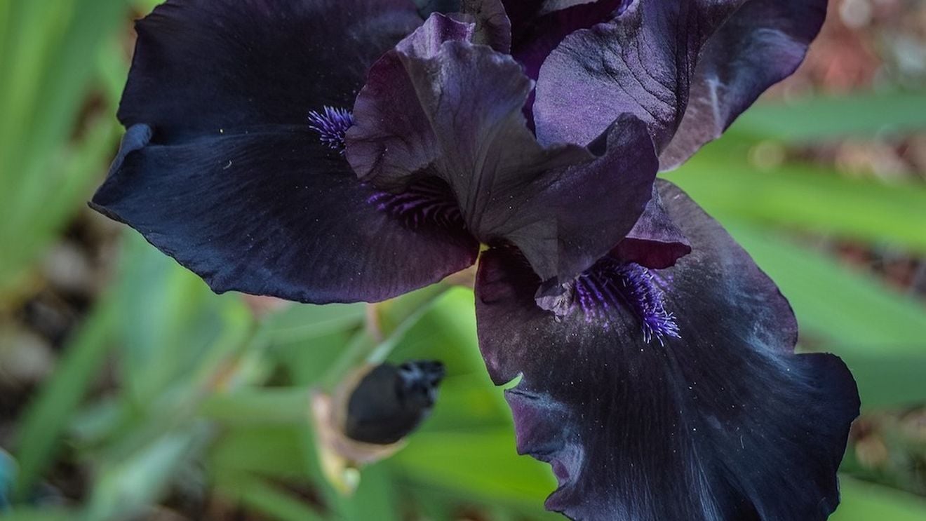 Colecţie de irişi de peste 50 de soiuri la Banca de Resurse Genetice Vegetale din Buzău / ”Am putea dezvolta în România producţia de flori, iar irisul ar putea fi o floare care ar aduce beneficii floricultorilor