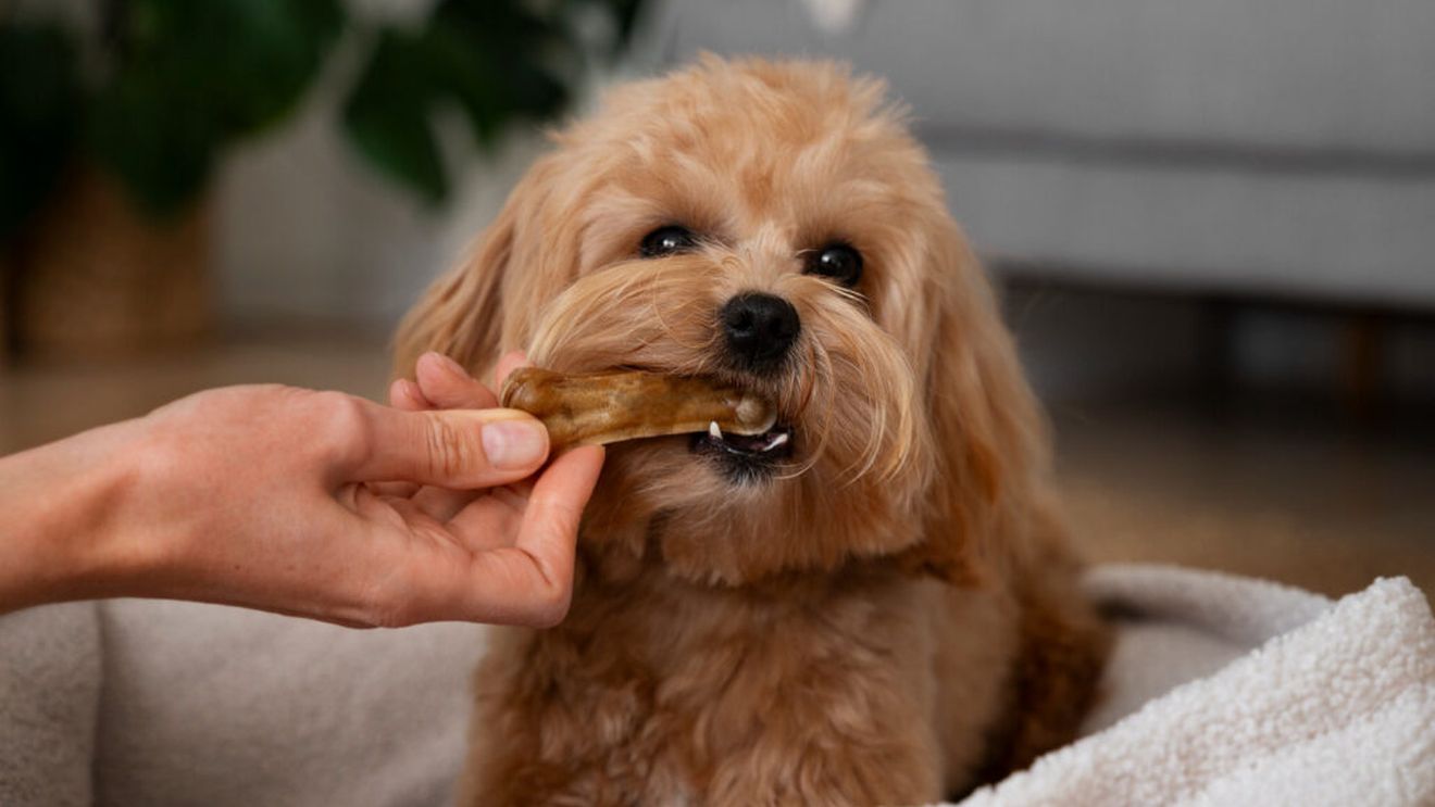 Trendurile virale de gustări de pe TikTok pun sănătatea câinilor în pericol: avertismentul medicilor veterinari